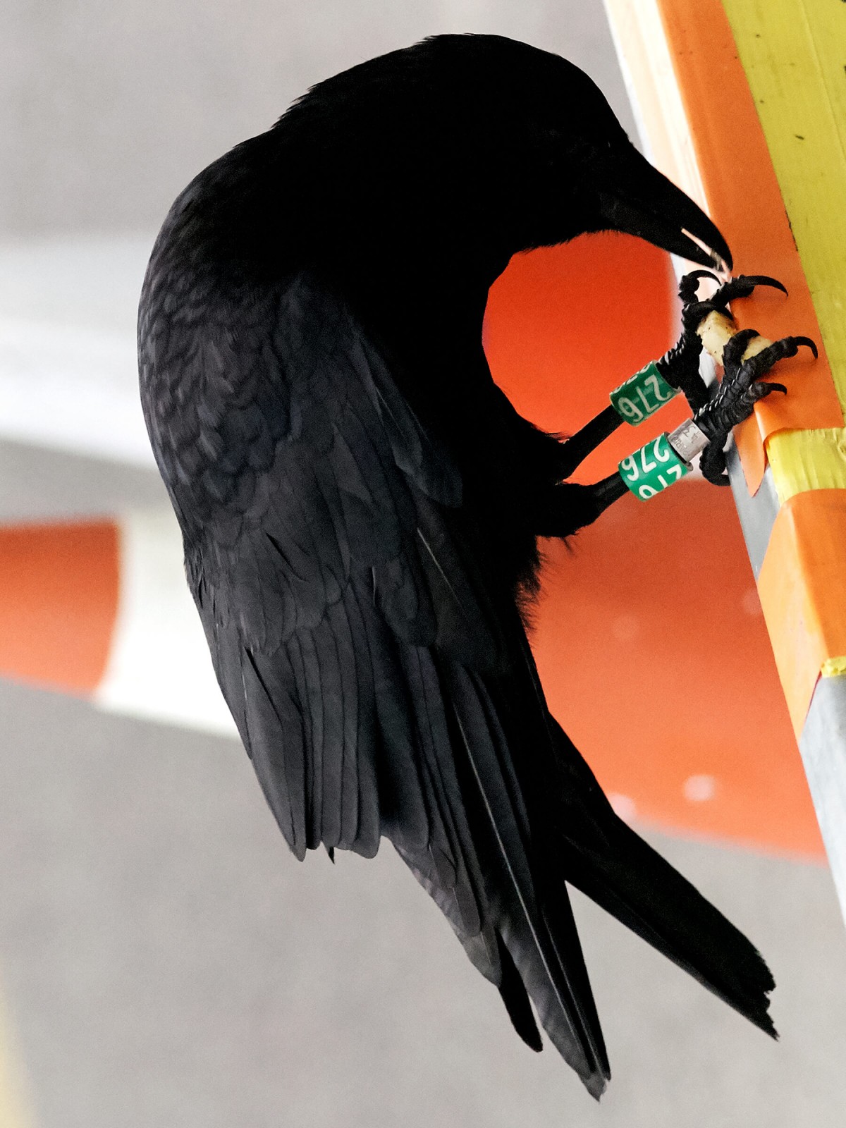 edouard_jacquinet_portfolio_02