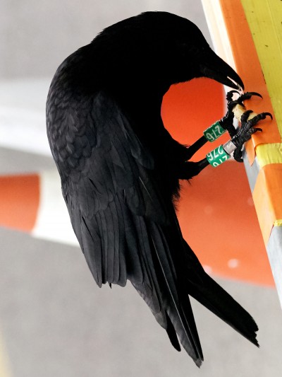 edouard_jacquinet_portfolio_02