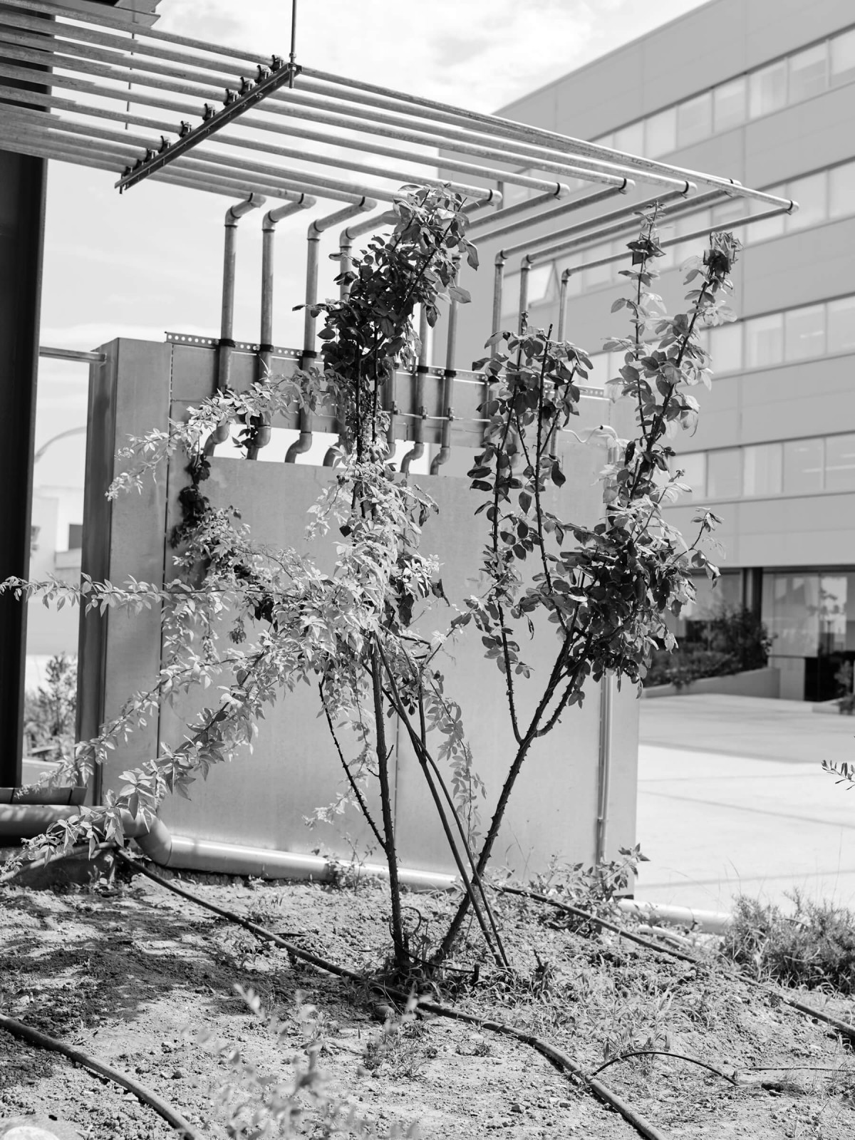 edouard_jacquinet_projects_marguerites_25